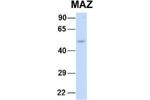Host:  Rabbit  Target Name:  NSUN6  Sample Type:  Human Fetal Lung  Antibody Dilution:  1. (MAZ 抗体  (N-Term))