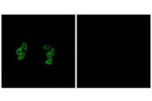 Immunofluorescence (IF) image for anti-Casein Kinase 1, alpha 1-Like (CSNK1A1L) (Internal Region) antibody (ABIN1849778) (CSNK1A1L 抗体  (Internal Region))