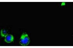 Immunofluorescence (IF) image for anti-LATS, Large Tumor Suppressor, Homolog 1 (Drosophila) (LATS1) (AA 1-280) antibody (ABIN7169059)