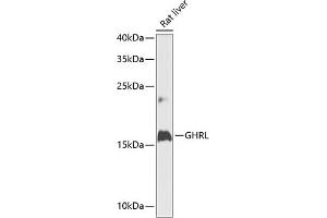 Western blot analysis of extracts of rat liver, using GHRL antibody (ABIN6131231, ABIN6141079, ABIN6141080 and ABIN6216264) at 1:1000 dilution. (Ghrelin 抗体  (AA 1-117))