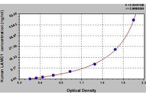 Laminin, gamma 1 (LAMC1) ELISA Kit