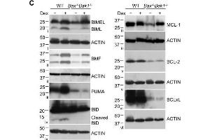Characterization of clonal lymphoid lines mutant for combinations of pro-apoptotic BCL2 family proteins. (MCL-1 抗体  (Internal Region))