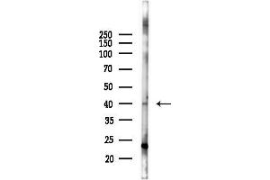 anti-omega-3 Fatty Acid Receptor 1 (O3FAR1) (Internal Region) antibody