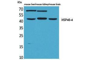 Western Blotting (WB) image for anti-HSP40-4 (Internal Region) antibody (ABIN3178193) (HSP40-4 (Internal Region) 抗体)