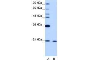 Western Blotting (WB) image for anti-RNA Binding Motif Protein 8A (RBM8A) antibody (ABIN2462183) (RBM8A 抗体)