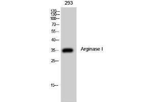 Western Blotting (WB) image for anti-Arginase, Liver (ARG1) (Internal Region) antibody (ABIN3173864) (Liver Arginase 抗体  (Internal Region))