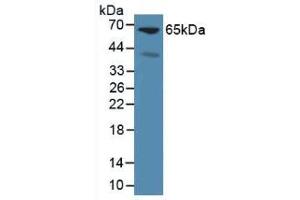 Western blot analysis of Mouse Liver Tissue. (Glypican 3 抗体  (AA 344-559))