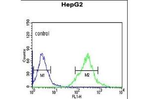 AFMID Antibody (N-term) (ABIN653122 and ABIN2842702) flow cytometric analysis of HepG2 cells (right histogram) compared to a negative control cell (left histogram). (AFMID 抗体  (N-Term))