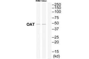Western blot analysis of extracts from K562/COLO205 cells, using OAT antibody. (OAT 抗体)