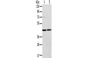 Western Blotting (WB) image for anti-Ras-Related GTP Binding A (RRAGA) antibody (ABIN2430775) (RRAGA 抗体)