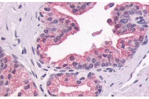 Anti-GPR87 antibody  ABIN1048889 IHC staining of human prostate, epithelium. (GPR87 抗体  (N-Term))