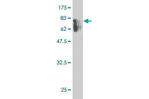Western Blotting (WB) image for anti-Kaptin (Actin Binding Protein) (KPTN) (AA 1-436) antibody (ABIN524551)