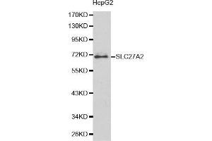 Western Blotting (WB) image for anti-Solute Carrier Family 27 (Fatty Acid Transporter), Member 2 (SLC27A2) (AA 30-200) antibody (ABIN1513532)