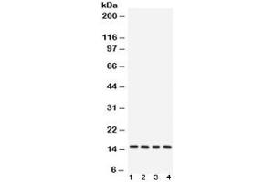Western blot testing of 1) rat testis, 2) mouse spleen, 3) human HeLa and 4) human SMCC lysate with Galectin 1 antibody. (LGALS1/Galectin 1 抗体  (AA 2-135))
