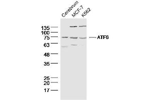 Lane 1: Rat cerebrum lysates; Lane 2: MCF-7 lysates; Lane 3: K562 lysates; probed with ATF6 Polyclonal Antibody, unconjugated (bs-23094R) at 1:300 overnight at 4°C followed by a conjugated secondary antibody for 60 minutes at 37°C. (ATF6 抗体  (AA 431-530))