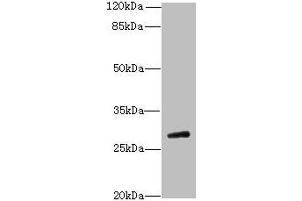 TBC1D26 antibody  (AA 1-250)