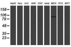 Image no. 2 for anti-Leucine Rich Repeat Containing 50 (LRRC50) antibody (ABIN1499209) (LRRC50 抗体)
