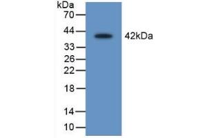 Figure. (SERPINB1 抗体  (AA 17-332))