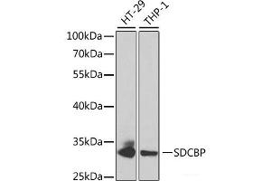 Western blot analysis of extracts of various cell lines using SDCBP Polyclonal Antibody at dilution of 1:1000. (SDCBP 抗体)