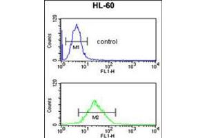 Flow cytometric analysis of HL-60 cells (bottom histogram) compared to a negative control cell (top histogram). (LY75/DEC-205 抗体  (AA 646-675))