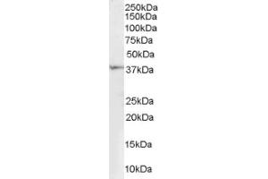 Image no. 1 for anti-Renalase, FAD-Dependent Amine Oxidase (RNLS) (Internal Region) antibody (ABIN374558) (RNLS 抗体  (Internal Region))