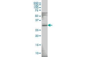 Western Blotting (WB) image for anti-Ribonuclease H1 (RNASEH1) (AA 189-286) antibody (ABIN566971)