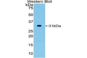 Western Blotting (WB) image for anti-Fucosyltransferase 4 (Alpha (1,3) Fucosyltransferase, Myeloid-Specific) (FUT4) (AA 264-497) antibody (ABIN1858931) (CD15 抗体  (AA 264-497))