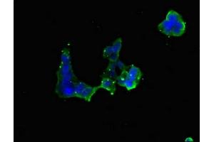 Immunofluorescence (IF) image for anti-Ring Finger Protein 5, E3 Ubiquitin Protein Ligase (RNF5) (AA 1-120) antibody (ABIN7151202)