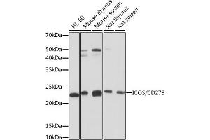 Western blot analysis of extracts of various cell lines, using ICOS/CD278 Rabbit mAb (ABIN7267869) at 1:1000 dilution. (ICOS 抗体)