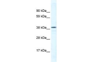 WB Suggested Anti-RORC Antibody Titration: 0.