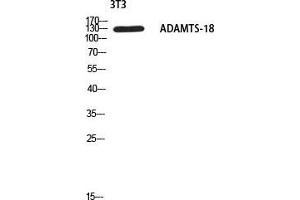 Western Blot (WB) analysis of 3T3 using ADAMTS-18 antibody. (ADAMTS18 抗体)