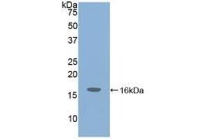Detection of Recombinant IGF1, Mouse using Polyclonal Antibody to Insulin Like Growth Factor 1 (IGF1) (IGF1 抗体  (AA 49-153))