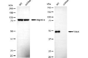 Western blotting analysis using TANK antibody (ABIN7800580). (TANK 抗体)