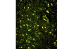Immunofluorescence analysis of KHSRP Antibody with paraffin-embedded human brain tissue .