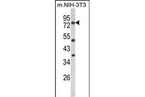 Western blot analysis of PRKCA Antibody (N-term) (ABIN652517 and ABIN2842346) in mouse NIH-3T3 cell line lysates (35 μg/lane). (PKC alpha 抗体  (N-Term))