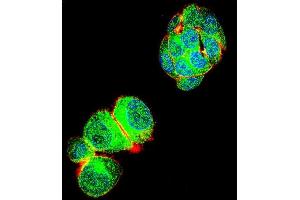 Confocal immunofluorescent analysis of TRIM59 Antibody (N-term) (ABIN655580 and ABIN2845072) with HepG2 cell followed by Alexa Fluor 488-conjugated goat anti-rabbit lgG (green). (TRIM59 抗体  (N-Term))