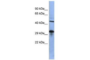 WB Suggested Anti-SOX2 Antibody Titration:  0. (SOX2 抗体  (Middle Region))