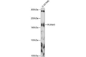 Western blot analysis of extracts of U-251MG cells, using PLXN antibody (ABIN7269422) at 1:1000 dilution. (Plexin A3 抗体  (AA 950-1150))