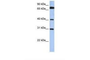 Image no. 1 for anti-Dehydrogenase/reductase (SDR Family) X-Linked (DHRSX) (C-Term) antibody (ABIN6739106) (DHRSX 抗体  (C-Term))