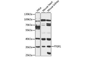 Western blot analysis of extracts of various cell lines, using PTGR1 antibody (ABIN1875946) at 1:3000 dilution. (PTGR1 抗体)