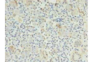 Immunohistochemistry of paraffin-embedded human pancreatic tissue using ABIN7151677 at dilution of 1:100 (ERP27 抗体  (AA 26-273))