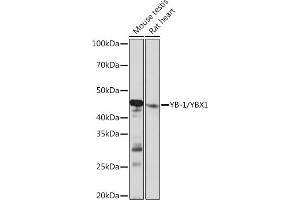 Western blot analysis of extracts of various cell lines, using YB-1/YBX1 Rabbit mAb (ABIN7271410) at 1:1000 dilution. (YBX1 抗体)