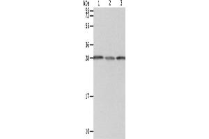 Western Blotting (WB) image for anti-Proteasome (Prosome, Macropain) 26S Subunit, Non-ATPase, 9 (PSMD9) antibody (ABIN2422091) (PSMD9 抗体)