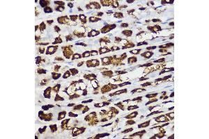 Immunohistochemistry of paraffin-embedded mouse stomach using BNIP3 Rabbit pAb (ABIN6127502, ABIN6137620, ABIN6137621 and ABIN6221337) at dilution of 1:150 (40x lens). (BNIP3 抗体  (AA 1-164))