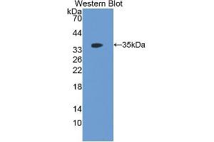 Western Blotting (WB) image for anti-Follistatin-Like 1 (FSTL1) (AA 20-306) antibody (ABIN1176701) (FSTL1 抗体  (AA 20-306))