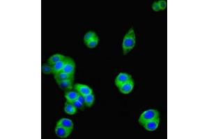 Immunofluorescent analysis of PC-3 cells using ABIN7154947 at dilution of 1:100 and Alexa Fluor 488-congugated AffiniPure Goat Anti-Rabbit IgG(H+L) (CD34 抗体  (AA 124-375))