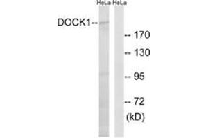 Western blot analysis of extracts from HeLa cells, using DOCK1 Antibody. (DOCK1 抗体  (AA 1661-1710))