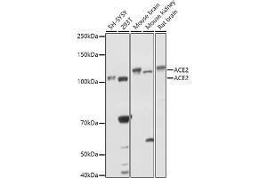 Western blot analysis of extracts of various cell lines, using  antibody (ABIN6131167, ABIN6136429, ABIN6136430 and ABIN6216480) at 1:1000 dilution. (ACE2 抗体  (AA 18-250))