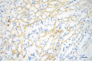 Immunohistochemistry was performed on paraffin-embedded mouse kidney using C1QBP antibody (ABIN7798136), 1:200). (Recombinant C1QBP 抗体)