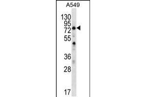 Western blot analysis in A549 cell line lysates (35ug/lane). (SPATA7 抗体  (C-Term))